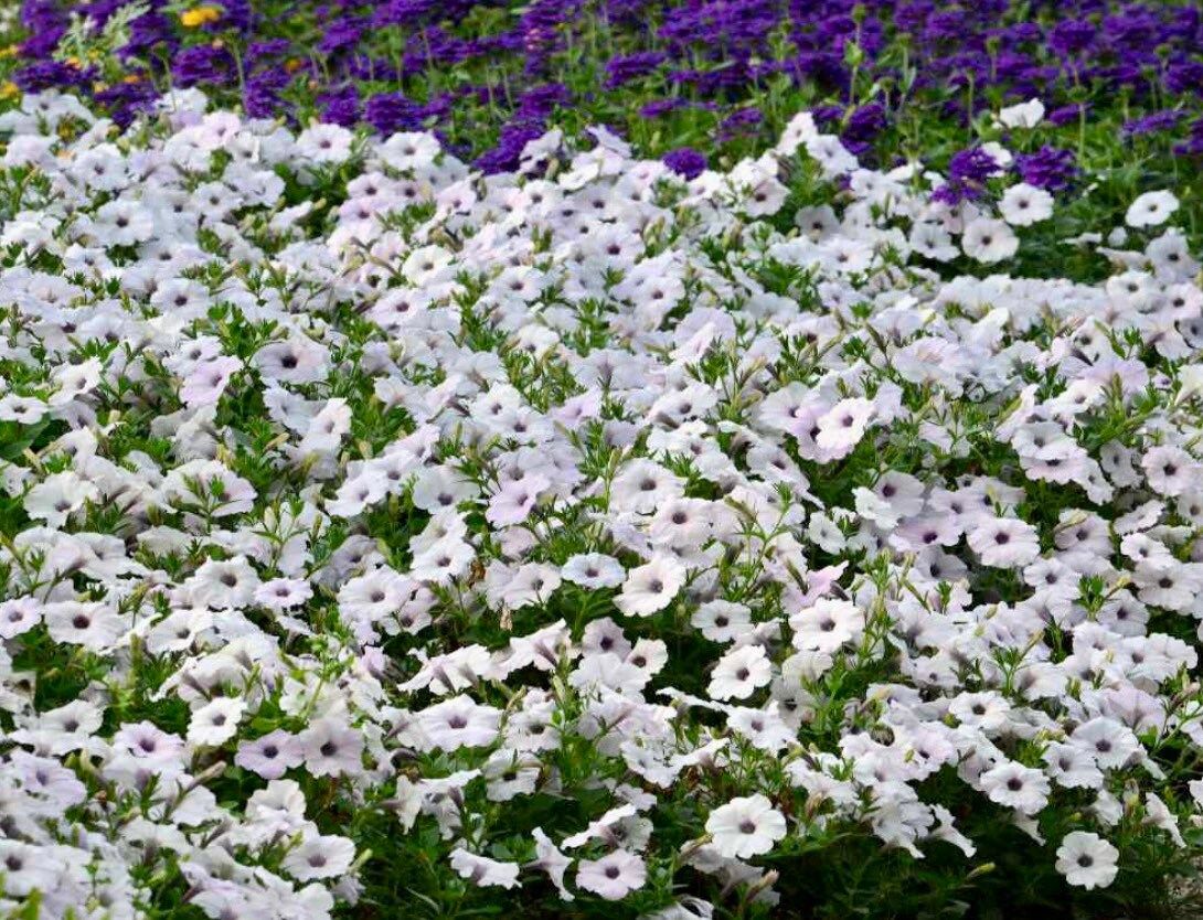 Silver Wave Petunia Seeds ~ Petunia x Hybrida ~ Spring Flowers ~ Instead of Flowers ~ Flowers