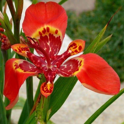 Red Tigridia Pavonia Seed ~ Tiger Flower ~ Mexican Shell Flower ~ Peacock Flower ~ Garden ~ Grow Your Own ~ Spring Flowers