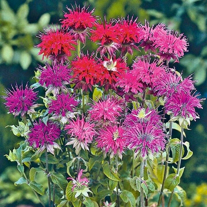 Mixed Bee Balm Seeds ~ Monarda Didyma ~ Bees ~ Spring Time ~ Grow Your Own ~ Spring ~ Flowers