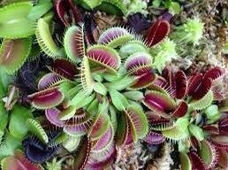 Venus Flytrap Starter Grow Kits~Carnivorous Plants~Science Projects~Grow Your Very Own~Carnivore ~Stocking Stuffers~Holiday Gift Ideas