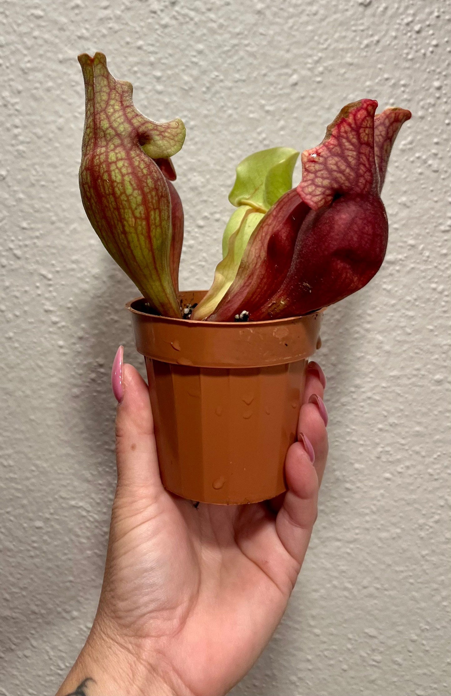 Sarracenia Purpurea ~ The Purple Pitcher Plant ~ Northern Pitcher Plant ~ Turtle Socks ~ Side-Saddle Flower ~ Carnivorous Plant