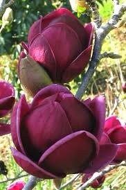 Genie Dark Red Yulan Magnolia Tree Seeds ~ Fragrant Flowers ~ Home Garden ~ Exotic Flower ~ Rare