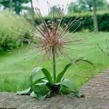 Allium Schubertii Seeds ~ Plants ~ Garden ~ Grow Your Own ~ Spring Flowers ~ Instead of Flowers ~ Presents