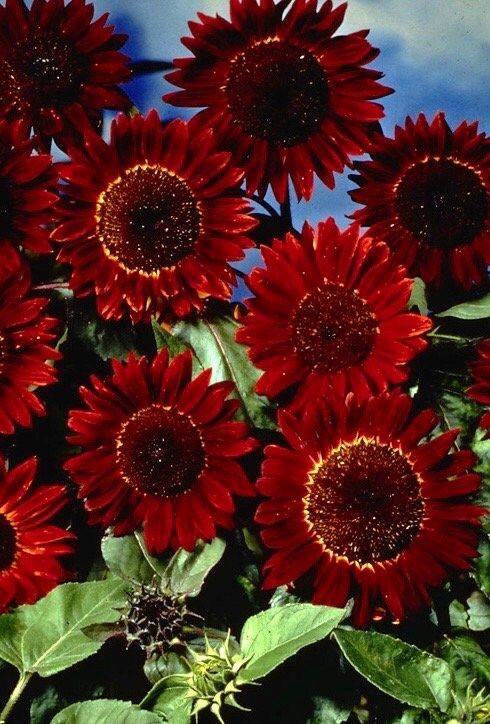 Cinnamon Sunflower Seeds ~ Pretty Flowers ~ Garden ~ Fall ~ Heirloom Seeds ~ Autumn