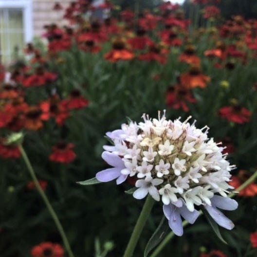 Starflower Seeds ~ Scabiosa Stellata ~ Grow Your Own ~ Spring Flowers ~ Instead of Flowers