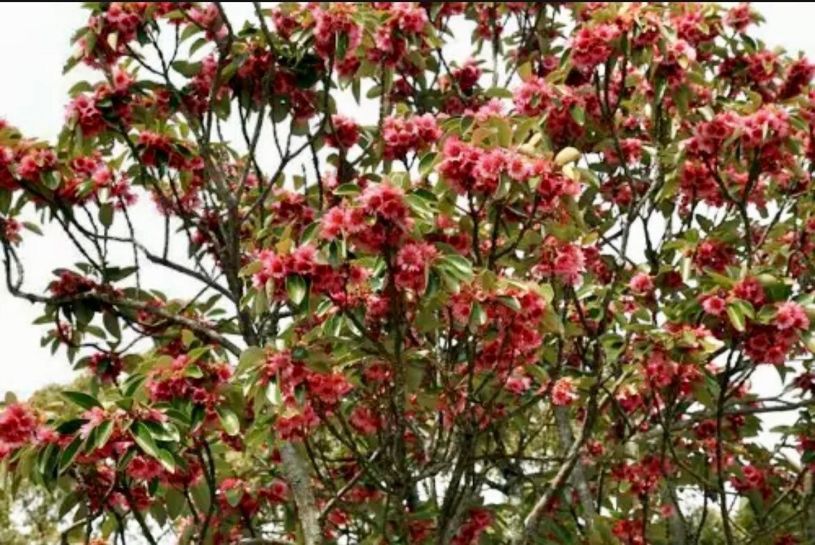 Protected Shrub Tree Hong Kong Rose Seeds ~ Rhodoleia Championii ~ Cool Flowers ~ Rare