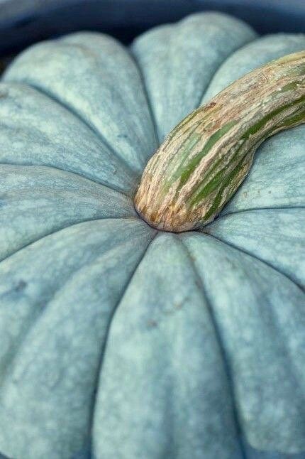 Rare Blue Spotted Pumpkin Seeds ~ Cucurbita ~ Autumn ~ Garden ~ Flower ~ Plant ~ Kids ~ Grow ~ Flowers