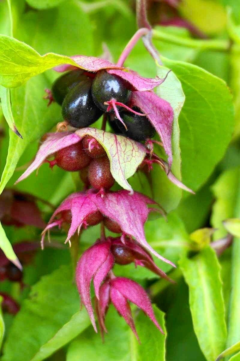 Rare Gold Leaf Himalayan Honeysuckle Seeds ~ Leycesteria Formosa ~ Plants ~ Garden ~ Grow Your Own ~ Spring Flowers ~ Unique