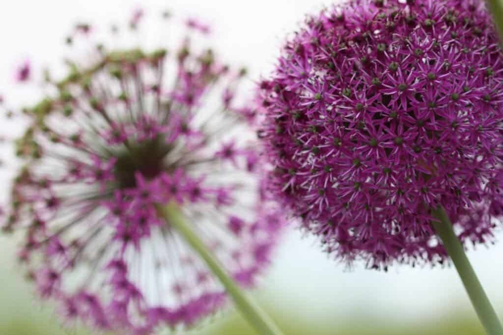 Allium Cristophii Seeds ~ Star of Persia ~ Plants ~ Garden ~ Grow Your Own ~ Spring Flowers ~ Instead of Flowers ~ Presents