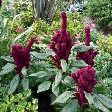 Amaranth Elephant Head Seeds ~ Amaranthus Gangeticus ~ Unique ~ Dried Flowers ~ Bouquets ~ Bizarre