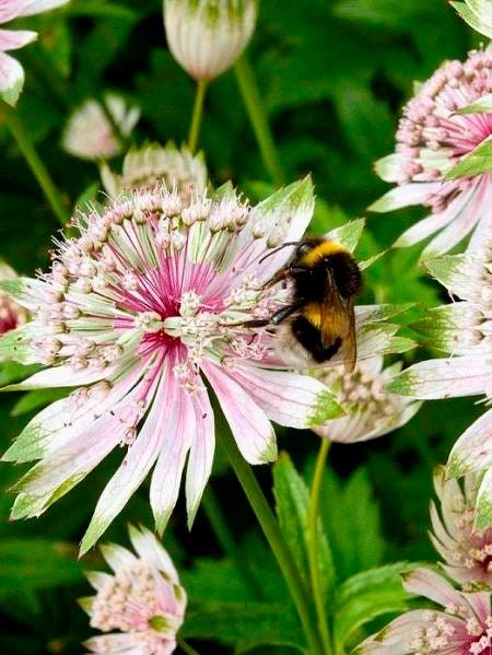 Rosea Astrantia Major Seeds ~ 'Star of Billion' ~ The Great Masterwort ~ Garden ~ Grow Your Own ~ Spring Flowers ~ Instead of Flowers