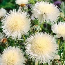 Sweet Sultan Flower Seeds ~ Annual  Flowers ~ Spring Time ~ Gardener ~ Gardens ~ Fresh Cut Flowers ~ Bouquet