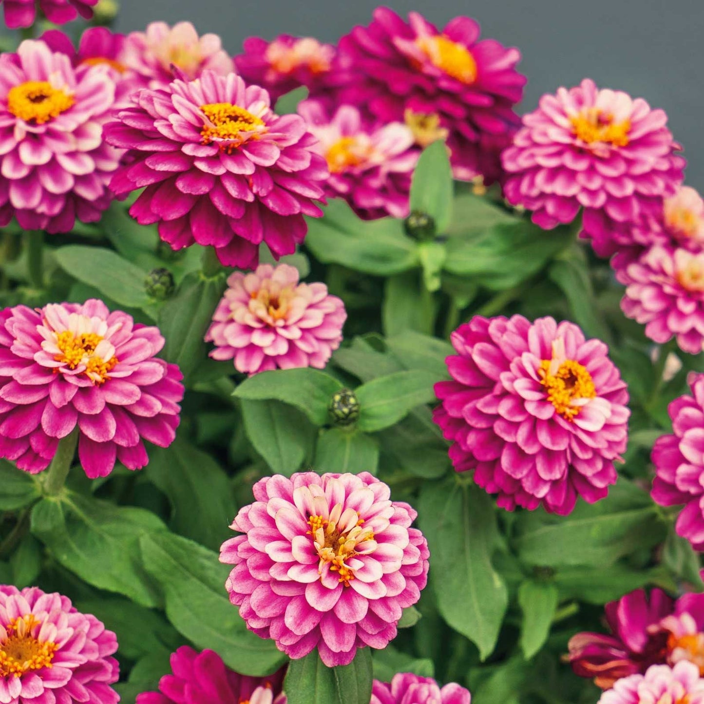 Zinnia “Zahara Double Raspberry Ripple” Seeds ~ Flower Seeds ~ Plants ~ Garden ~ Grow Your Own ~ Spring Flower ~ Instead of Flowers ~ Flower