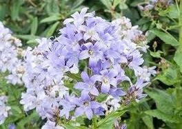 Campanula Lactiflora Seeds ~ ‘Prichard’s Variety’ ~ Milky Bellflower ~ Grow Your Own ~ Spring Flowers ~ Instead of Flowers ~ Flowers