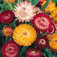 Mix Swiss Giant Strawflower Seeds ~ Golden Everlasting ~ Flower ~ Seeds ~ Gifts ~ Grow Your Own ~ Spring Flowers ~ Instead of Flowers