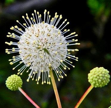 White Buttonbush Seeds ~ Cephalanthus Occidentalisique ~ Dried Flowers ~ Bouquets ~ Pollinaters ~ Butterflies