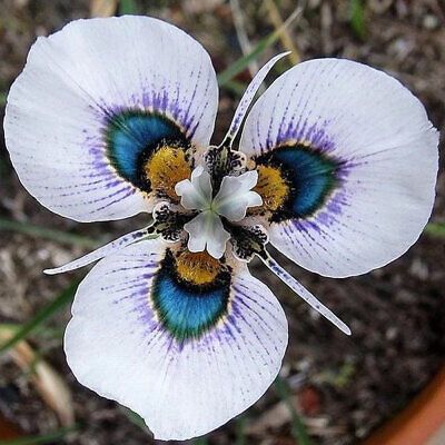 Moraea Iridiodes Seeds ~ Plants ~ Garden ~ Grow Your Own ~ Spring Flowers