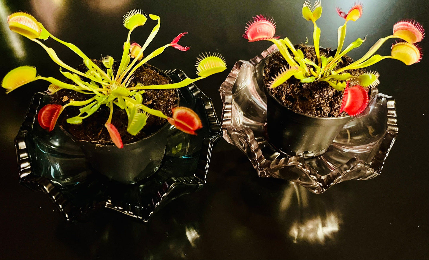 Venus Flytrap with Flower Vase ~ Dionaea Muscipula ~ Carnivorous Plants ~ Carnivore ~ Houseplant