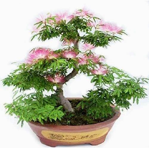 Bonsai Tree Starter Grow Kit ~ Grow Your Own Bonsai From Seed ~ Grow Kits ~ Perfect Gifts ~ Stocking Stuffers ~ Gift Set