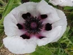 Poppy Checkers Seeds ~ Papaver Orientale Checkers ~ Cool Flowers ~ Unique ~ Heirloom ~ Bouquets ~ Fresh Cut Flowers ~ Cool ~ Neat Flowers