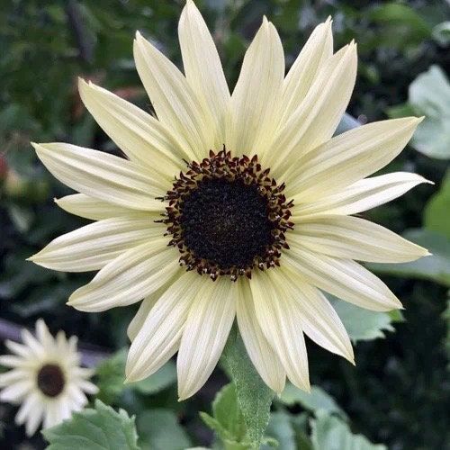 Moonshadow Sunflower Seeds ~ Helianthus Annuus ~ Pretty Flowers ~ Garden ~ Fall ~ Heirloom Seeds ~ Autumn ~ Ornamental Sunflowers