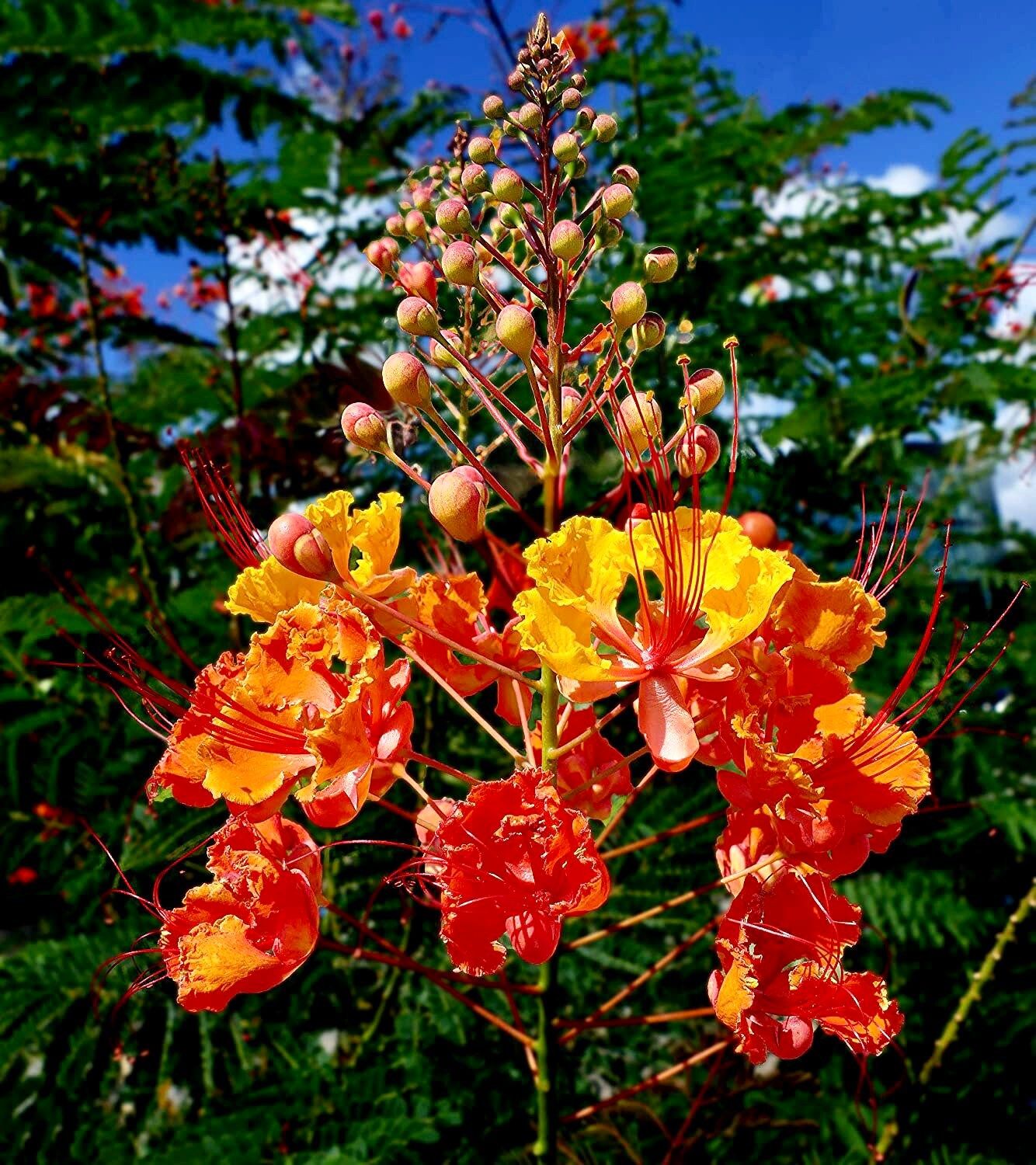 Caesalpinia Pulcherrima Seeds ~ Poinciana ~ Peacock Flower ~ Pride of Barbados ~ Exotic ~ Flowers ~ Garden ~ Plant ~ Flowers ~ Seeds