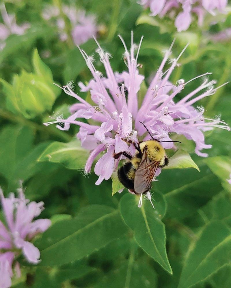 Wild Bergamot Seeds ~ Monarda Fistulosa - Bergamot ~ Unusual Flowers ~ Exotic Flower ~ Holiday ~ Garden ~ Houseplant ~ Rare ~ Pink ~