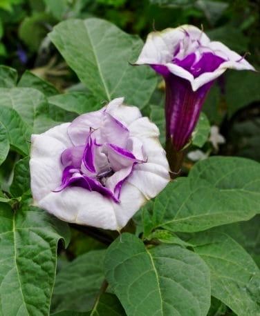 Ballerina Mix Devil’s Trumpet Seeds ~ Datura Metel ~ Fresh Seeds ~ Blooms ~ Flowers ~ Instead of Flowers ~