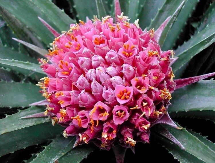 Rare Exotic Pink Chilean Bromeliad Seeds ~ Ochagavia Carnea ~ Tropical ~ Bouquet ~ Fresh Flowers