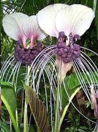 Rare White Tacca Chantrieri Seeds ~ White Bat Flower ~ White Lily ~ Bat ~ Devil’s Flower ~ Exotic Flower ~ Unusual Flowers