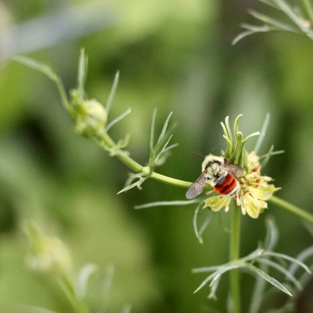 Orientalis Transformer Love-in-the-Mist ~ Spring Flowers ~ Spring Time ~ Bouquets ~ Fresh Flowers ~ Annuals