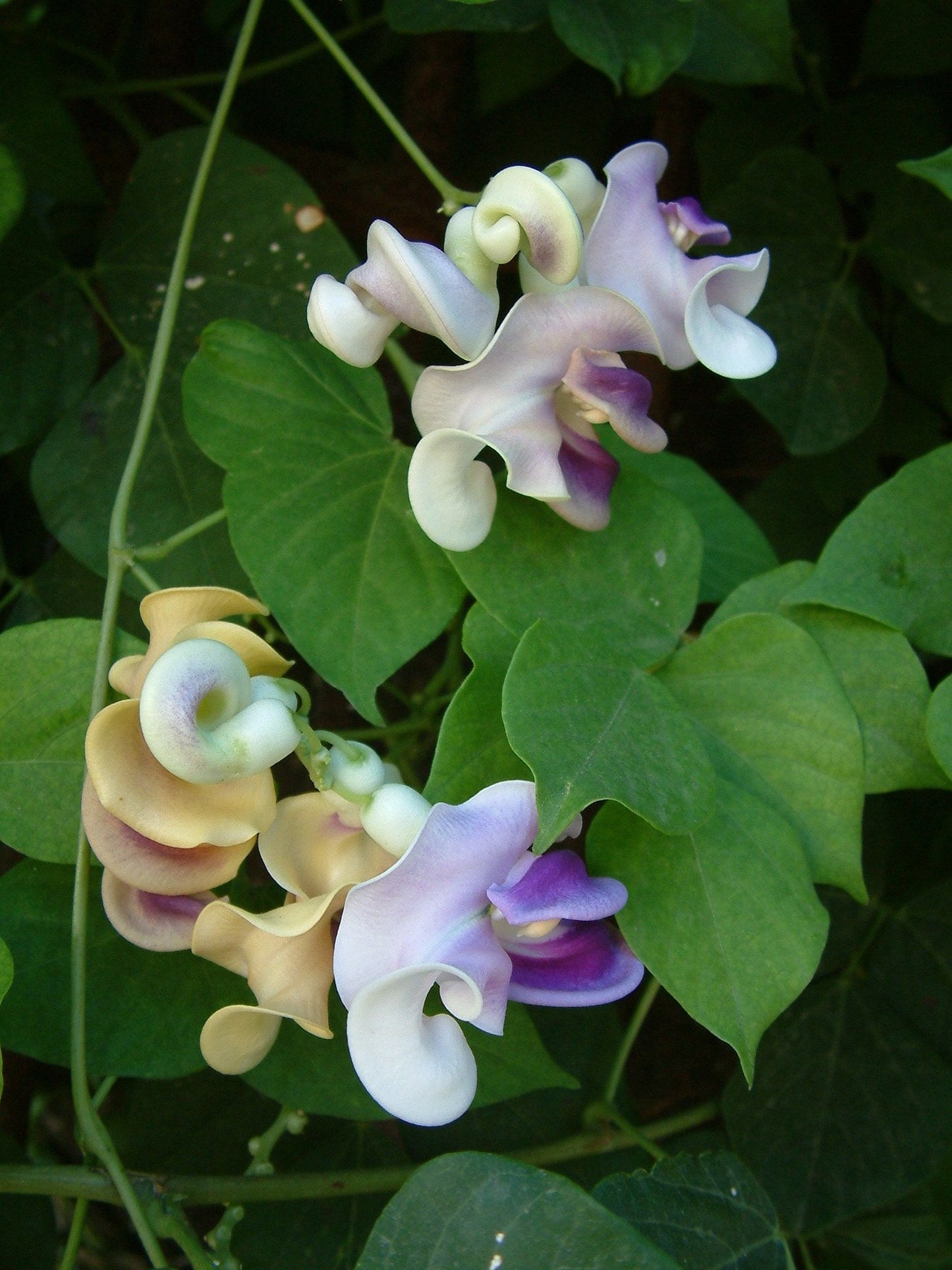 Snail Vine Seeds ~ Vigna Caracalla ~ Fragrant ~ Garden ~ Exotic ~ Unique ~ Tropical