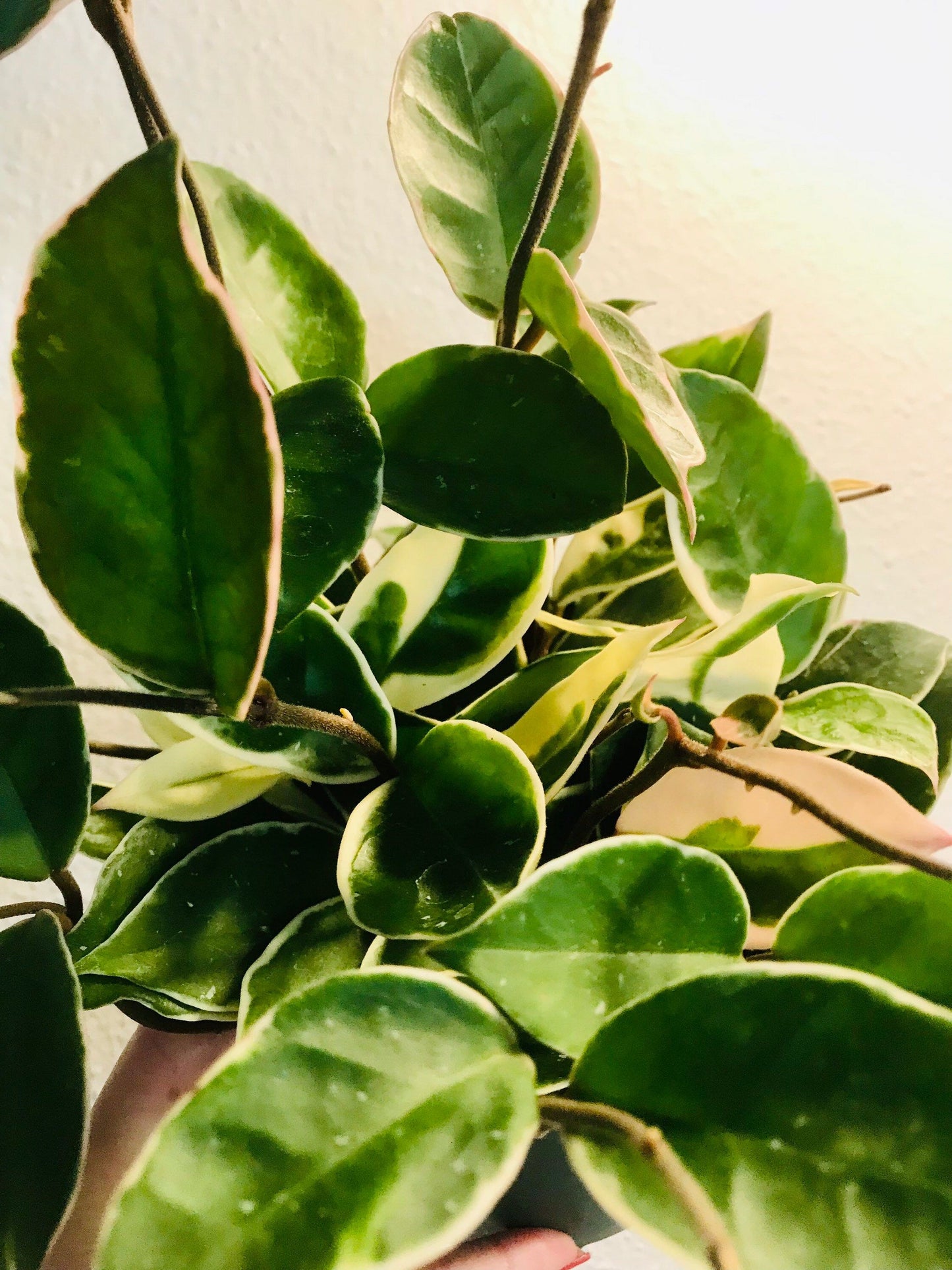 Hoya Krimson Queen ~ Hoya Tricolor ~ Carnosa Krimson~ Queen Variegated ~ Hoya Variegata ~ Hoya Carnosa Variegatedin ~ Hoya Carnosa Wax