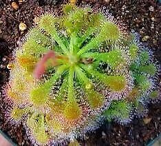 Drosera Intermedia Starter Grow Kit ~ Spoonleaf Sundews ~ Carnivorous Plants ~