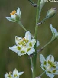 Zigadenus Elegans Seeds ~ Anticlea Elegans ~ Plants ~ Garden ~ Grow Your Own ~ Spring Flowers ~ Instead of Flowers