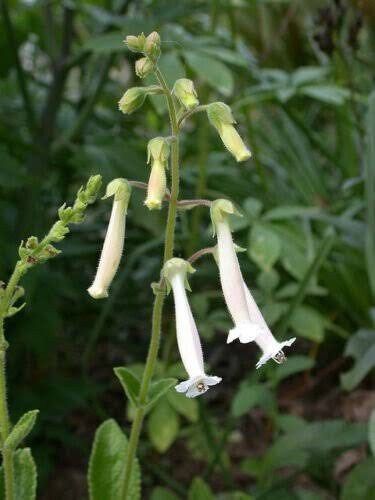 Sinningia Tubiflora Seeds ~ Sinningia Longituba ~ Rare Succulent ~ Exotic ~ Must Have ~ Exotic Flower ~ Unusual Flowers