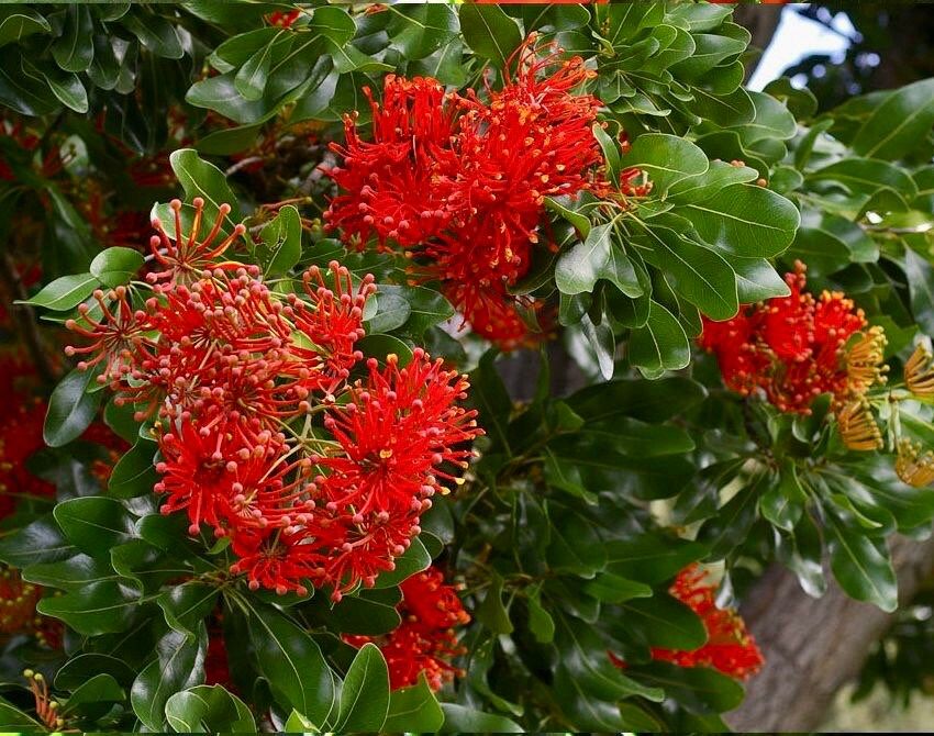 Rare Firewheel Tree Seeds ~ Stenocarpus Sinuatus ~ Plants ~ Garden ~ Exotic ~ Unique ~ Tropical