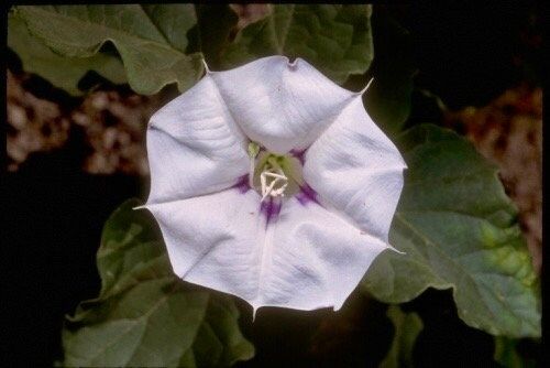 Unique Angel’s Trumpet Seeds ~ Datura Discolor ~ Desert Thornapple ~ Trumpet Creeper ~ Fresh Seeds ~ Blooms ~ Flowers ~ Fragrance ~ Pretty