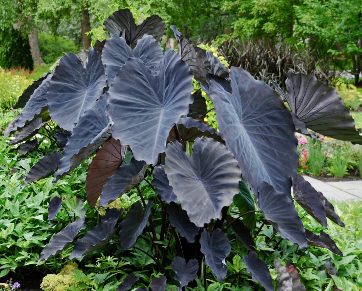 Colocasia Black Magic Seeds ~ Black Elephant Ear Plant ~ Taro ~ Araceae ~ Houseplants ~ Green House ~ Gardening ~ Spring ~ Cool Plants