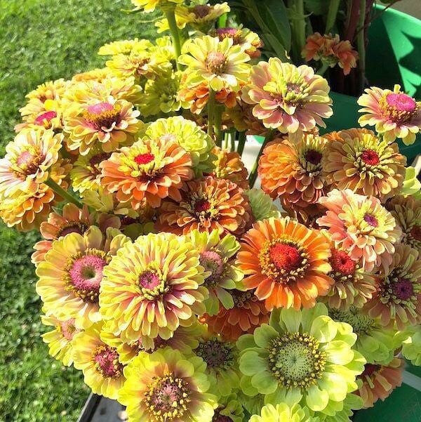 Zinnia “Queen Lime Mix” Seeds ~ Flower Seeds ~ Plants ~ Garden ~ Grow Your Own ~ Spring Flowers ~ Instead of Flowers ~ Flowers