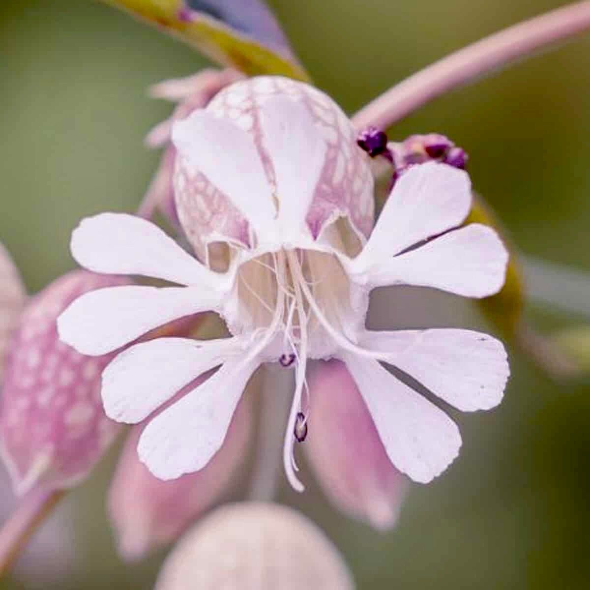 Wild Maidenstears Seeds ~ Bladder Campion ~ Silene Vulgaris ~ Silene Inflata ~ Unique ~ Pretty