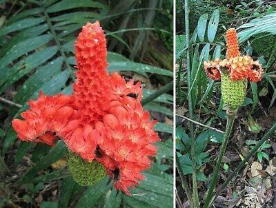 Carludovica Palmata Seeds ~ Toquilla Palm ~ Jipijapa Palm ~ Jungle Drum ~ Panama