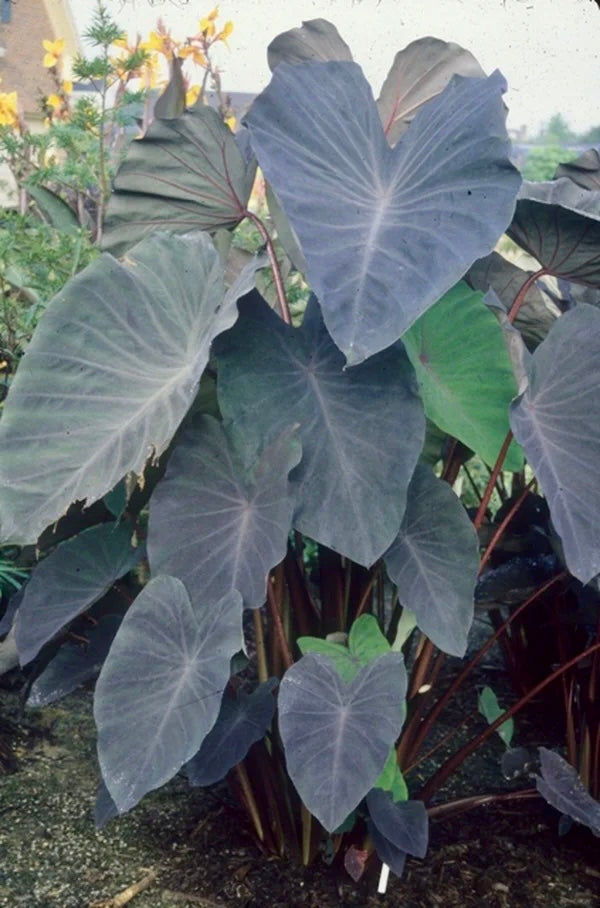 Colocasia Black Magic Seeds ~ Black Elephant Ear Plant ~ Taro ~ Araceae ~ Houseplants ~ Green House ~ Gardening ~ Spring ~ Cool Plants