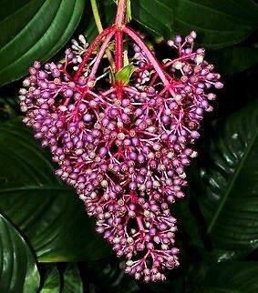 Magenta and Pink Medinilla Cummingii Seeds ~ Chandelier Tree ~ Snowy Medinilla ~ Malaysian Orchid