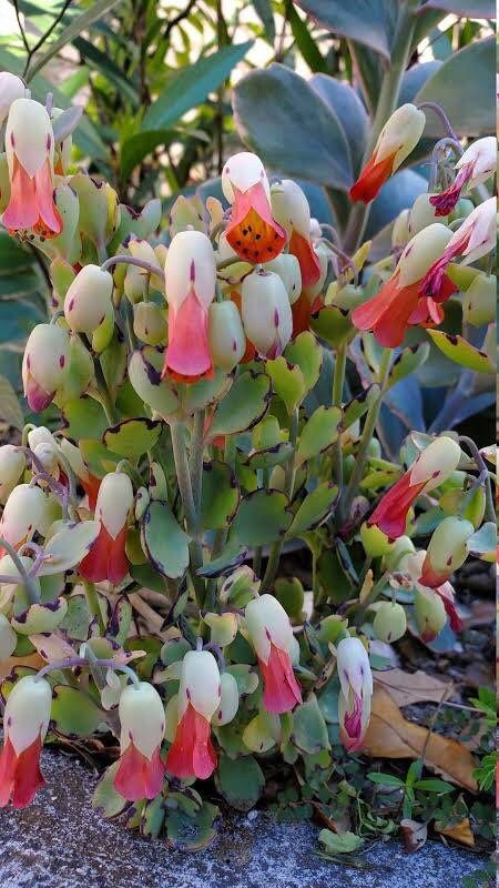 Flowering Kalanchoe Mix Seeds ~ Exotic ~ Cactus ~ Flower ~ Succulents ~ Succulent ~ Easy Care