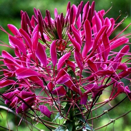 Violet Queen Cleome Seeds ~ Cleome Hassleriana ~ Spider Flower ~ Flowering Plant ~ Flower ~ Growing Flowers ~ Garden ~ Plants ~ Gardening