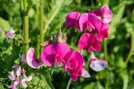 Multi Color Sweet Pea Seeds ~ Plants ~ Garden ~ Grow Your Own ~ Spring Flowers ~ Instead of Flowers ~ Flowers