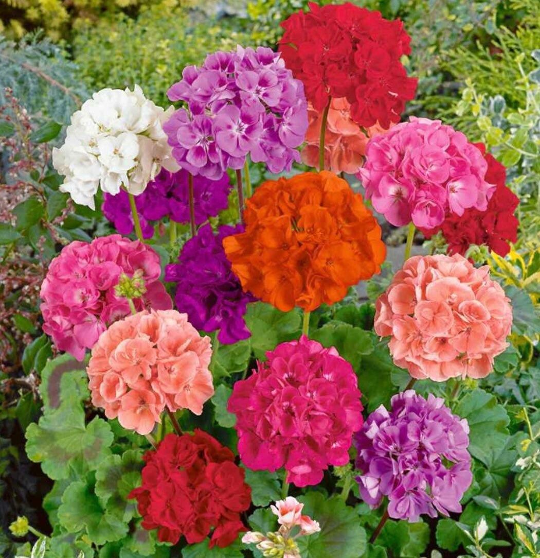 Geranium (Pelargonium) Mixed Seeds ~ Spring Flowers ~ Easy Care ~ Flowers ~ Bouquets ~ Spring