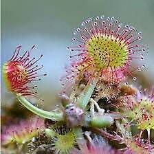 Drosera Rotundifolia Seeds ~ Roundleaf Sundew ~ Carnivorous Plants ~ Sundews ~