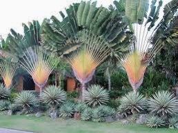 Traveler’s Palm Seeds ~ Ravenala Madagascariensis ~ Unique ~ Rare ~ Palm Tree ~ Exotic ~ Garden ~ Grow Your Own ~ Crop ~ Plant